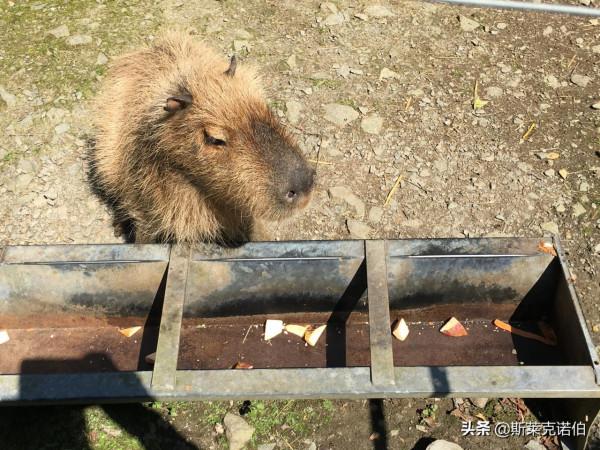 俯瞰山谷美景，體驗傳統威爾士農舍住宿（一）