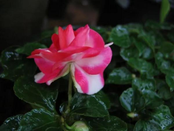 分享圖片，重瓣鳳仙花