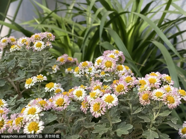 冬天不想宅在家?北京這些地方,依然綠意蔥蘢! 冬天不想宅在家?北京這些地方,依然綠意蔥蘢!