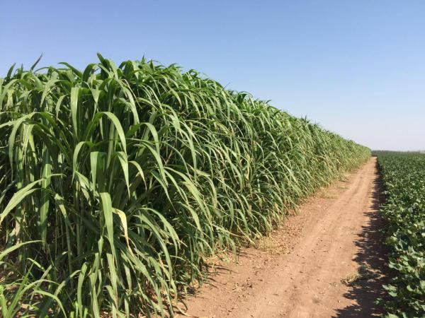 株高7米,畝產30噸,能收割15年的牧草,用來養豬能省不少飼料錢 株高7米,畝產30噸,能收割15年的牧草,用來養豬能省不少飼料錢