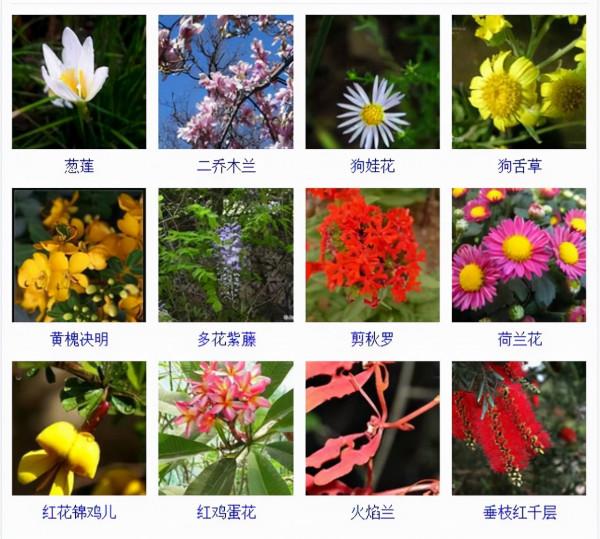 認識這常見800種景觀觀花植物,從此花神就是你!附植物習性種植 認識這常見800種景觀觀花植物,從此花神就是你!附植物習性種植