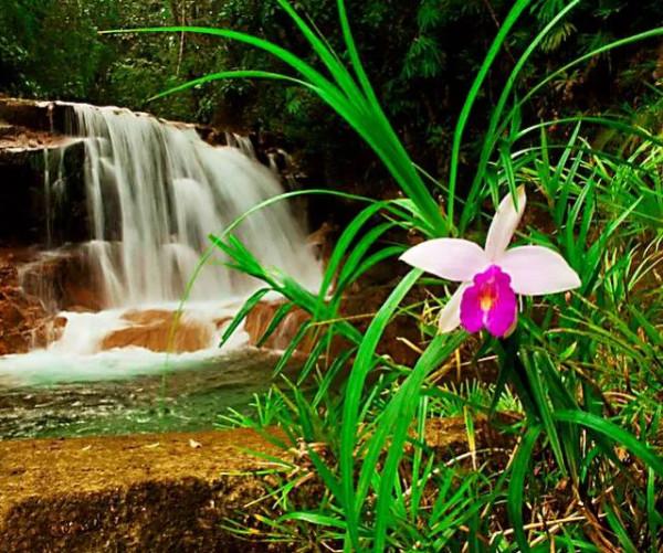 竹葉蘭-植株較大，花色鮮豔，花型像美麗的卡特蘭，且有香味