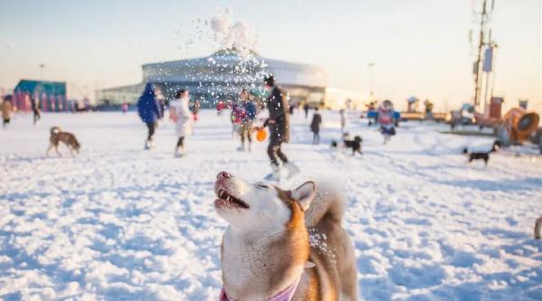 夜讀丨大雪:雪染傾城,冬來無恙 夜讀丨大雪:雪染傾城,冬來無恙