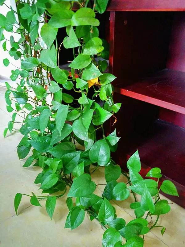 40款超治癒的家居綠植，20種大型的，20種小型的