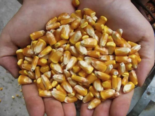 適合23省市種植，畝產可超兩千斤，國審玉米品種聯創808最新詳解