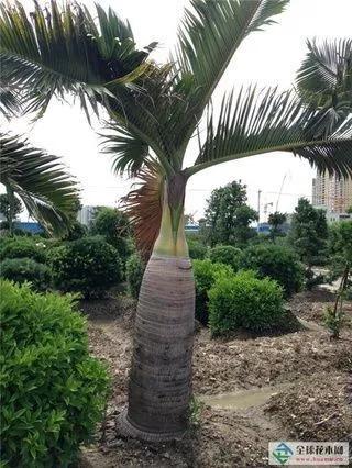《嶺南植物園/酒瓶椰》 《嶺南植物園/酒瓶椰》