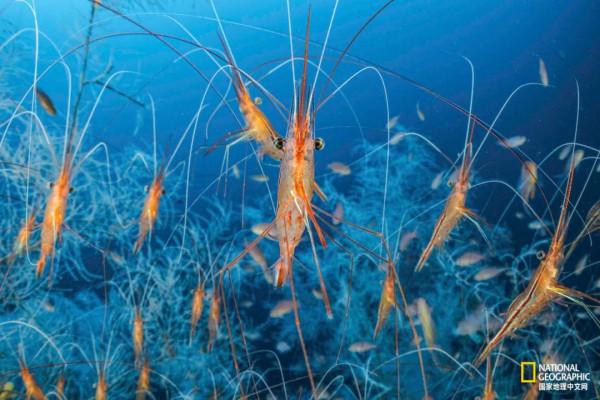 一年只發一次，2021年度最佳野生動物攝影