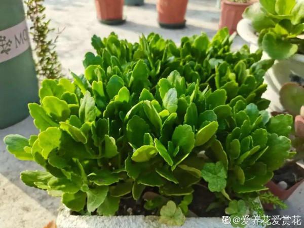 秋天病蟲害氾濫，自制養花殺蟲水，3天就見效