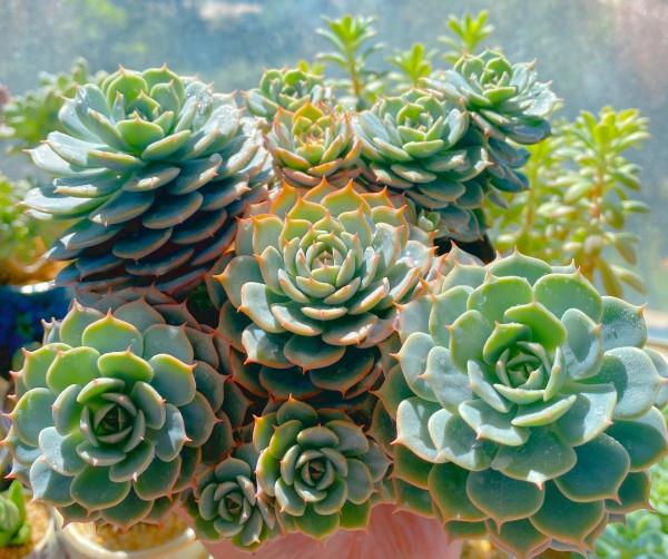 養多肉，有一點很關鍵，枝葉茁壯變老樁，顏色狀態都很贊