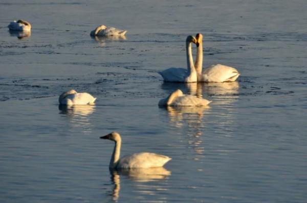 水鏡波光鴻影飛——阿旗沙壩天鵝掠影 水鏡波光鴻影飛——阿旗沙壩天鵝掠影