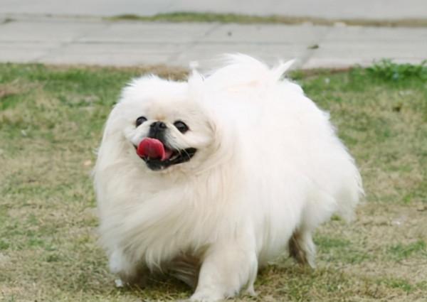 “美貌”和“智商”成反比的幾種狗狗，簡稱花瓶