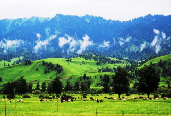 超出你想象的空中草原