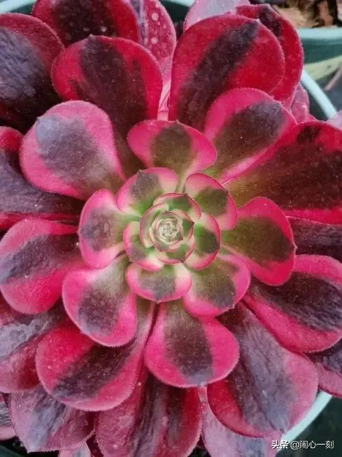 分享——不一樣的多肉