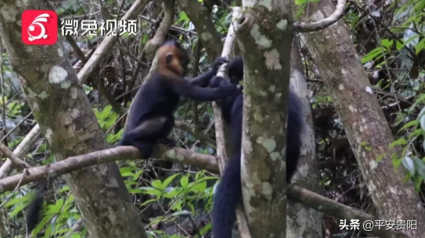 國家一級保護動物！全球只有1900多隻的野生黑葉猴，在貴州這裡就有1200多隻！