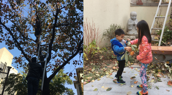 明星豪宅大對比，趙文卓豪宅大地種參天大樹，張智霖租房到買房