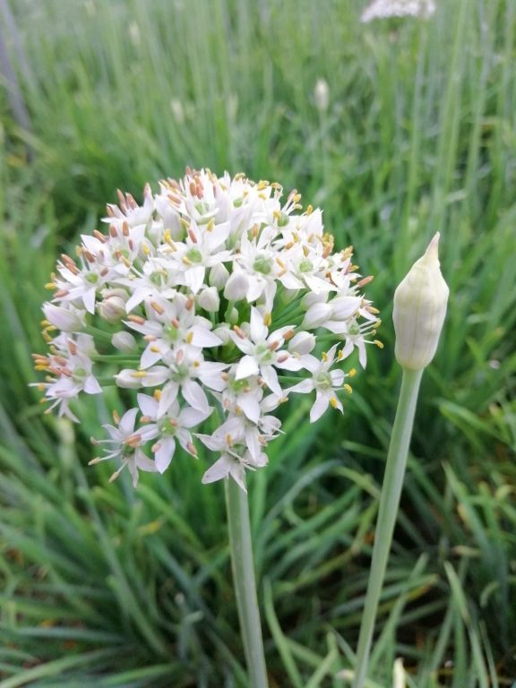 這窮裝的院子絕了,就花了100塊錢,有花有菜四季生機滿園 這窮裝的院子絕了,就花了100塊錢,有花有菜四季生機滿園