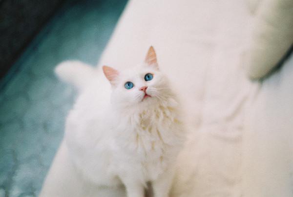 《當家主母》確認撒謊！又一群演發聲：貓確實被打了四五次藥