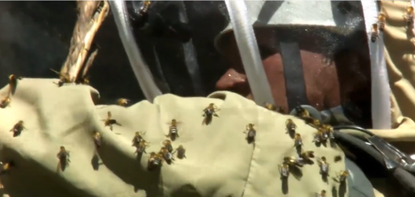 這就是尼泊爾採蜜人：懸在100米高空，被遮天蔽日的蜜蜂爬滿衣服