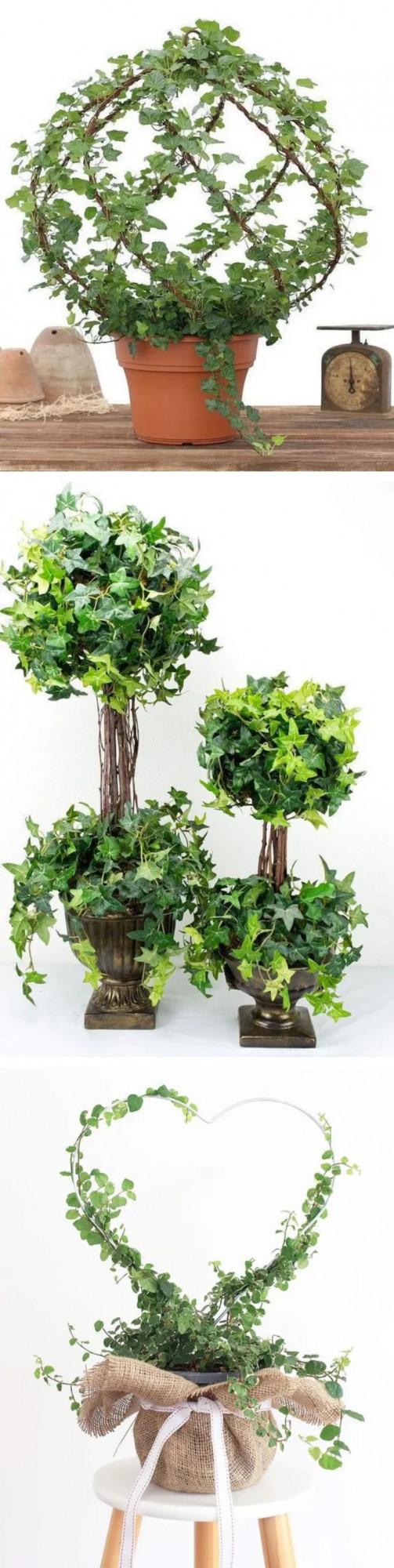 出趟門幾天，家裡的綠植都凍死了！重新安排幾種低溫型綠植