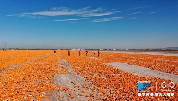 制種玉米豐收 戈壁如披“黃金甲”