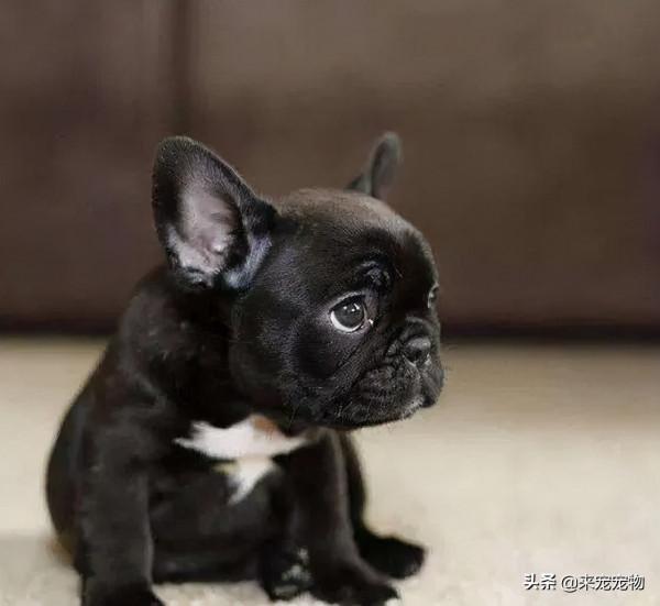 養這5種狗太費錢了，天生就有“缺陷”，尤其是二哈