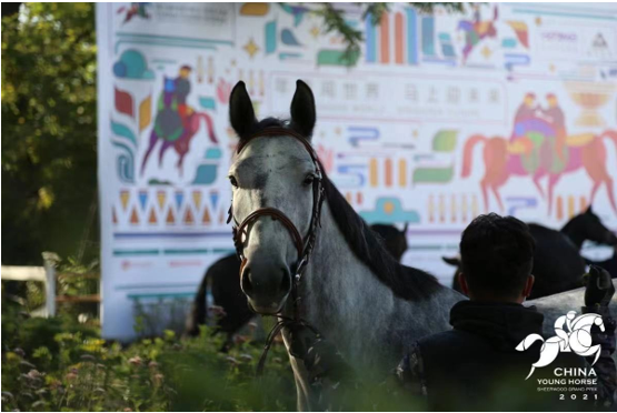 年青盛事 馬不停蹄