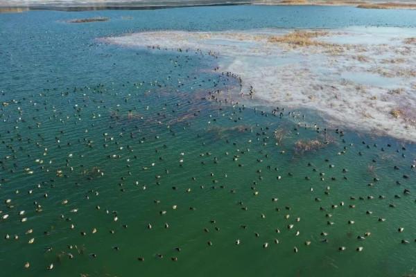 冬日店窪溼地生機勃勃