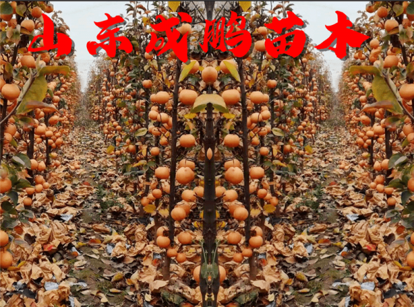 2021新品種水果苗