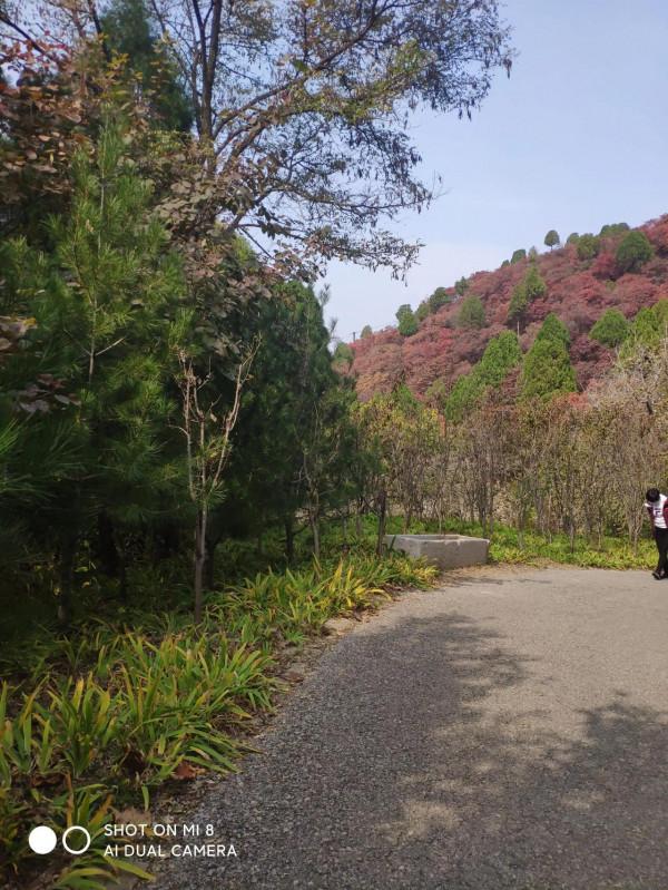 自駕遊紅葉谷