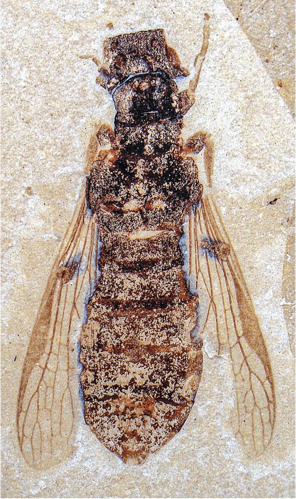 遠古發現丨這種1億年前的昆蟲堪稱“影帝”
