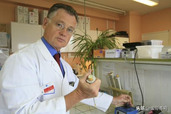 今冬日本第6次爆發！禽流感有大流行趨勢？家禽養殖戶如何應對