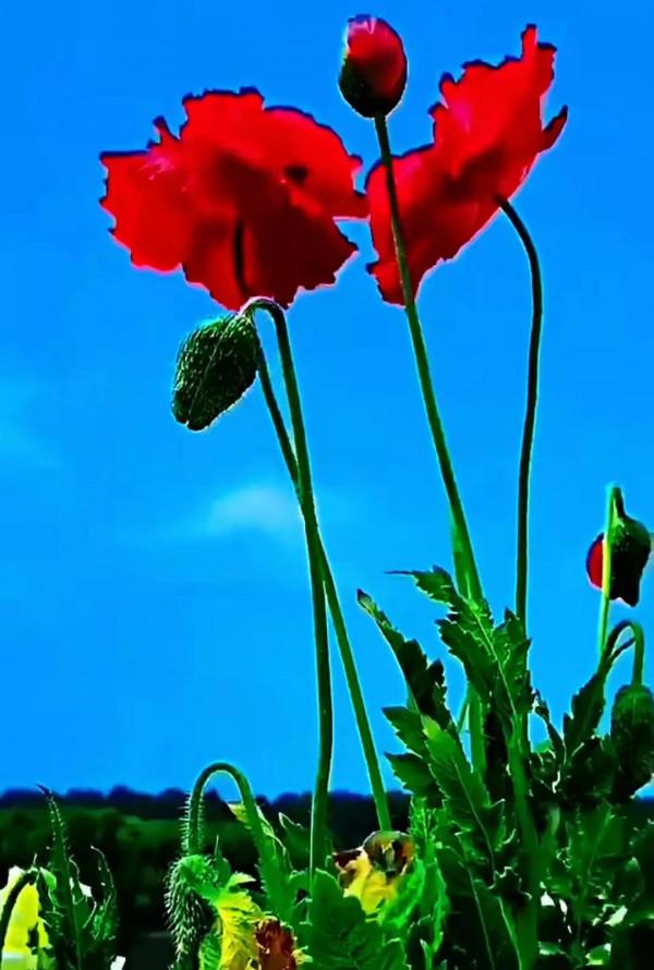 美景：尋“夏”的氣息，山花爛漫好景色