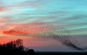 200只鳥兒從西班牙天空掉落 砸到路上行人 成因目前未明 200只鳥兒從西班牙天空掉落 砸到路上行人 成因目前未明
