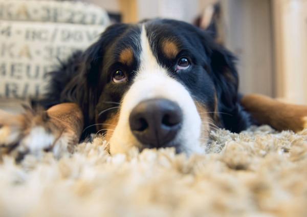 家裡的狗為何總是對著空氣狂吠?它們真的能看到人看不到的東西? 家裡的狗為何總是對著空氣狂吠?它們真的能看到人看不到的東西?