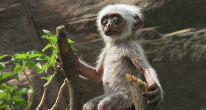 動物比人更深情,面對同伴死去,動物哀悼的方式讓人心酸、淚目 動物比人更深情,面對同伴死去,動物哀悼的方式讓人心酸、淚目