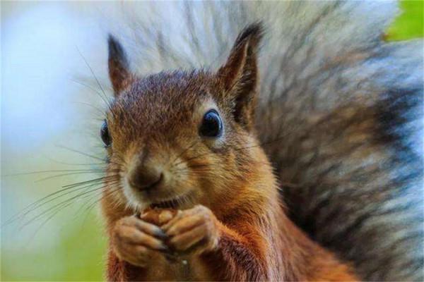 全球最聰明的十種動物,哪一個動物上榜是你沒有想到的? 全球最聰明的十種動物,哪一個動物上榜是你沒有想到的?