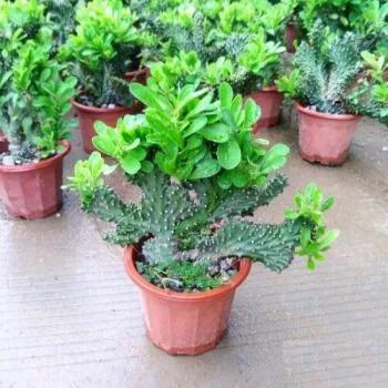 三種必備的“鎮宅肉”，霸氣威武讓人安全，關鍵是好養