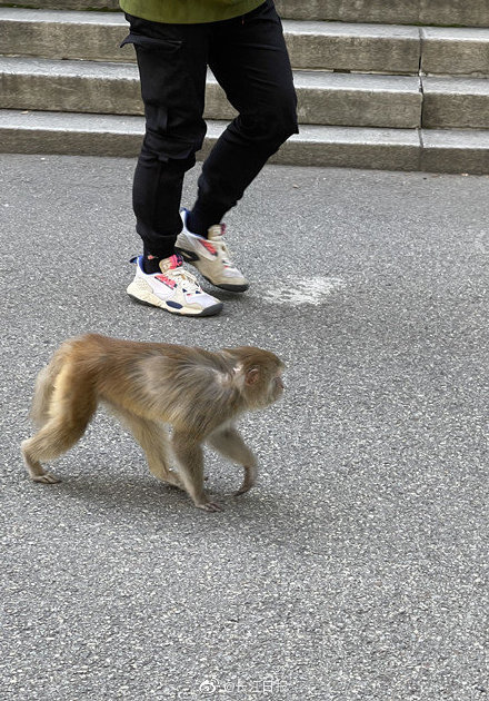 猴哥現身地大校園，專家鑑定為國家二級保護動物
