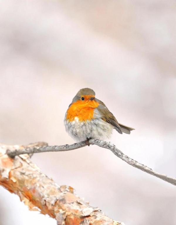 烏魯木齊植物園拍歐亞鴝