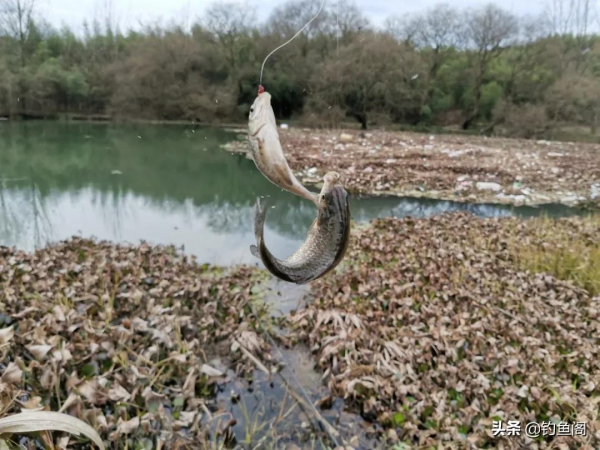 春釣灘最怕跑魚炸窩，胡亂補窩只會雪上加霜，老釣友都這樣做