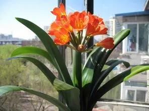 四種花的擺放順序，你知道嗎？