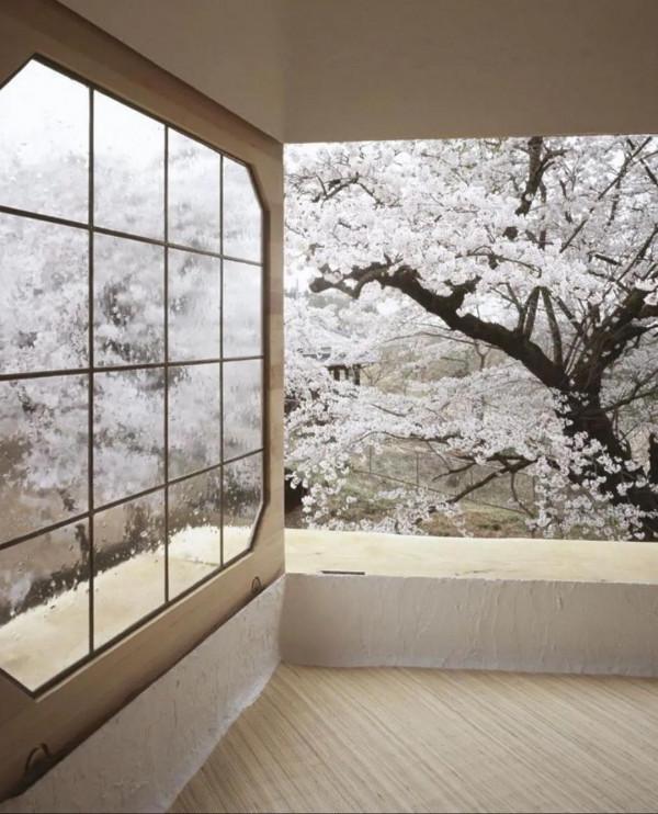 櫻花下的日本茶館