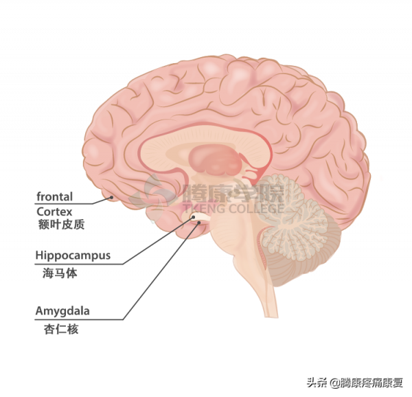 長期運動我們的大腦是這樣變化的