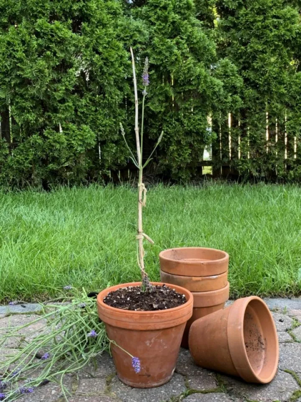 薰衣草棒棒糖打造兩步走，最快3個月種出來