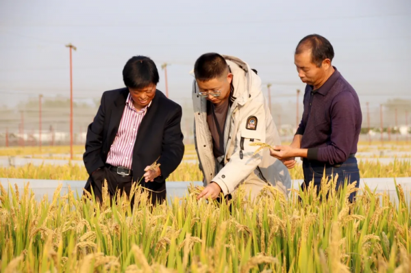 這裡的生態稻真值錢！稻田立體種養走出致富新路