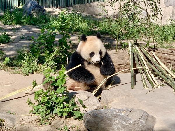 北京野生動物園,感受與動物零距離接觸 北京野生動物園,感受與動物零距離接觸