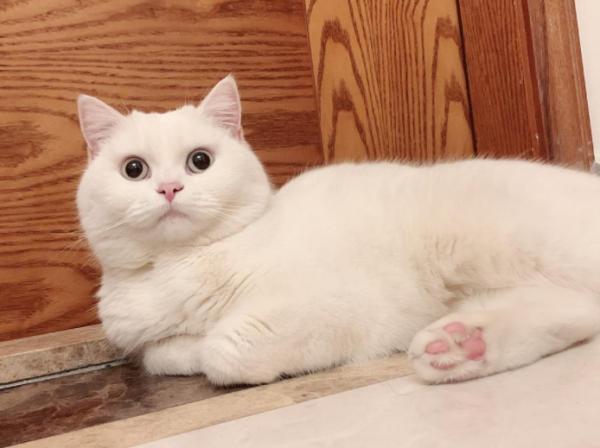 英短貓為什麼這麼火?過來人告訴你,養的那叫一個省心 英短貓為什麼這麼火?過來人告訴你,養的那叫一個省心