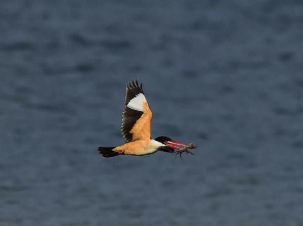 一組藍翠鳥 一組藍翠鳥