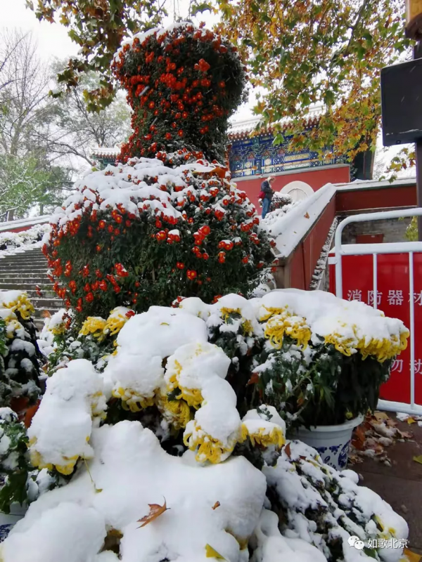 北京下雪了,去景山公園看看怎麼樣? 北京下雪了,去景山公園看看怎麼樣?