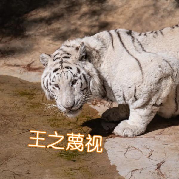 雲南這組&OpenCurlyDoubleQuote;萌&rdquo;虎表情包，快轉發收藏